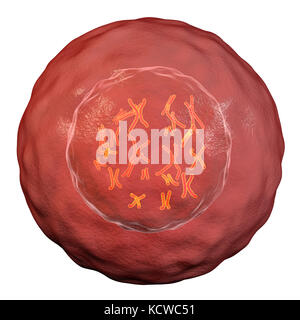 Die menschliche Zelle mit Chromosomen, Illustration. Chromosomen, die bestehen aus zwei identischen Chromatiden an ein Zentromer (Licht), bestehen aus Desoxyribonukleinsäure (DNA), um Proteine aufgewickelt. Die DNA enthält Abschnitte, Gene genannt, die genetischen Informationen des Körpers kodieren, Bestimmung der Struktur der einzelnen Zelle, Funktion und Verhalten. Stockfoto