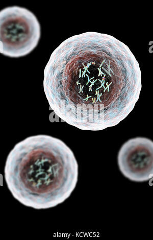 Die menschliche Zelle mit Chromosomen, Illustration. Chromosomen, die bestehen aus zwei identischen Chromatiden an ein Zentromer (Licht), bestehen aus Desoxyribonukleinsäure (DNA), um Proteine aufgewickelt. Die DNA enthält Abschnitte, Gene genannt, die genetischen Informationen des Körpers kodieren, Bestimmung der Struktur der einzelnen Zelle, Funktion und Verhalten. Stockfoto