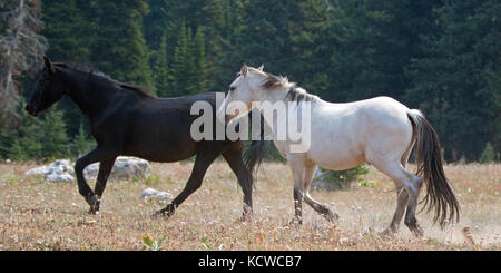 Apricot Dun Buckskin Hengst und Black Hengst Wildpferde laufen in der Pryor Mountains Wild Horse Range in Montana USA Stockfoto