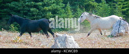 Apricot Dun Buckskin Hengst und Black Hengst Wildpferde laufen in der Pryor Mountains Wild Horse Range in Montana USA Stockfoto