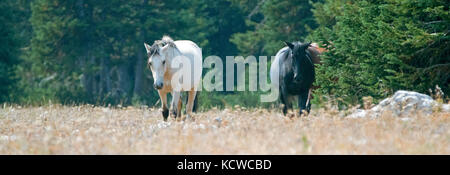 Apricot Dun Buckskin Hengst und Black Hengst Wild Horses Wandern in der Pryor Mountains Wild Horse Range in Montana USA Stockfoto