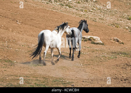 Apricot Dun Buckskin Hengst und Blue Roan Stute Wildpferde laufen in der Pryor Mountains Wild Horse Range in Montana USA Stockfoto