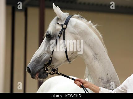 Arabian Horse, grau, Porträt, das Tragen einer Show Halfter Stockfoto