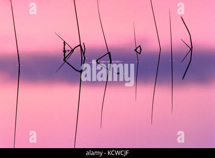 Schilf bei Sonnenaufgang auf childs See, Ente Provincial Park, Manitoba, Kanada Stockfoto