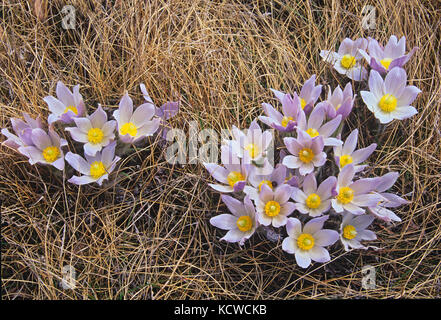 Büschel der Prairie Krokusse (Anemone patens) im Little Mountain Park, Winnipeg, Manitoba, Kanada Stockfoto