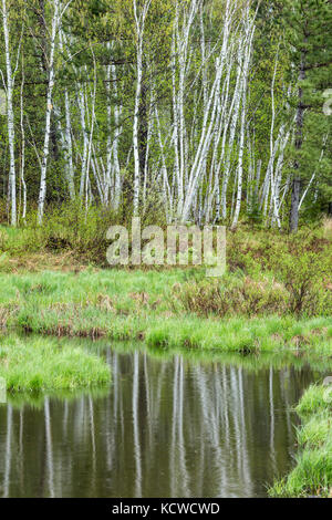 Birken im Creek, Sudbury, Ontario, Kanada Stockfoto