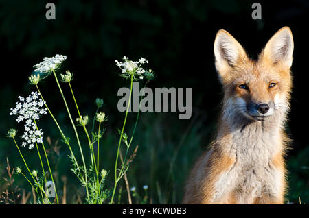 Red Fox, Vulpes vulpes, Queen Anne's Lace, Daucus carota, Cavendish, Prince Edward Island National Park, Prince Edward Island, Kanada Stockfoto