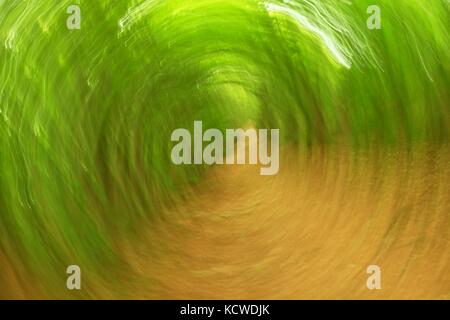 Defokussierten Wald Kreis Hintergrund. verschwommen und de konzentrierte Frische grüne Farben in Wald, orange Blätter auf Pfad. hypnotischen verschwommen Effekt. Stockfoto