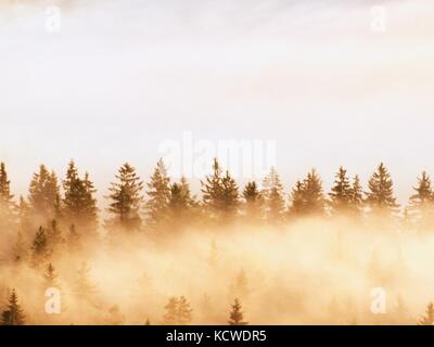 Bunte Nebel abgestreift. Sommer Wald nach schweren regnerischen Nacht. baumkronen stieg von Nebel und stripping Inversion. Lebendige Wirkung. Stockfoto