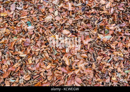 Getrocknete Blätter im Herbst im Wald oder Park verstreut Stockfoto