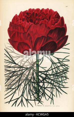 Doppelklicken blühenden Fein-leaved, Pfingstrose Paeonia tenuifolia. Papierkörbe Kupferstich von John Lindley und Robert's Sweet ornamentalen Blumen Garten und Gebüsch, G. Willis, London, 1854. Stockfoto