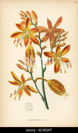 Sternschnuppen, Crocosmia aurea (Golden tritonia, Tritonia aurea). Papierkörbe Kupferstich von John Lindley und Robert's Sweet ornamentalen Blumen Garten und Gebüsch, G. Willis, London, 1854. Stockfoto