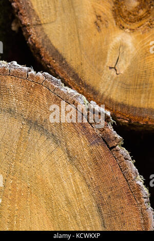 Abstrakte Querschnitt des grossen Schnitt Kiefer - Pinus - Zeigt das Wachstum Ringe und Rinde. Stockfoto