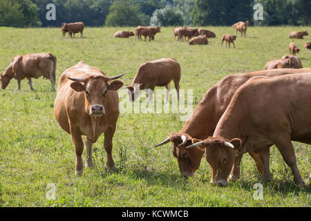 LIMOUSIN, Frankreich: 8. AUGUST 2017: Eine grüne Weide mit Freilandhaltung Limousin Fleisch Kühe grasen. Stockfoto