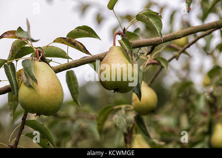 Köstlich süßen Birnen hängen Pear Tree Stockfoto