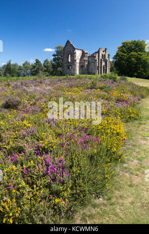 MONT-GARGAN, LIMOUSIN, FRANKREICH: 8. August 2017: Blumen von Heather und Common Gorse vor den Ruinen der Kapelle Notre Dame de Bon Secours. Stockfoto