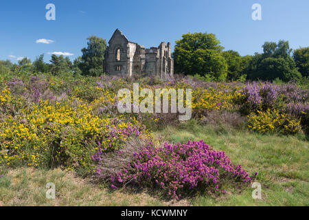 MONT-GARGAN, LIMOUSIN, FRANKREICH: 8. August 2017: Blumen von Heather und Common Gorse vor den Ruinen der Kapelle Notre Dame de Bon Secours. Stockfoto