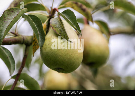 Köstlich süßen Birnen hängen Pear Tree Stockfoto