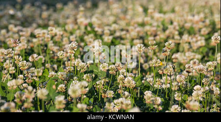 Detail eines Feldes des blühenden Weißen Klees (Trifolium repens) im Nachmittagslicht. Stockfoto