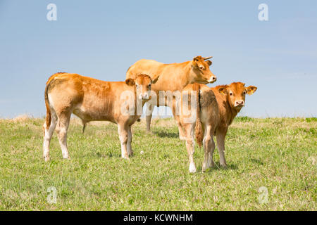 Zwei Limousin Kälber mit Blick auf die Kamera mit einem weiblichen Erwachsenen im Rücken gegen den blauen Himmel. Limousin, Frankreich. Stockfoto