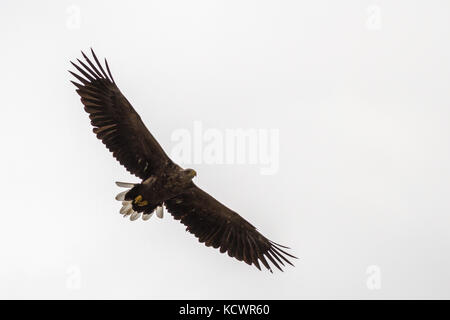 UK Wildnis, in der Nähe der Seeadler (Haliaeetus albicilla) flying low Overhead auf der Isle of Mull Stockfoto
