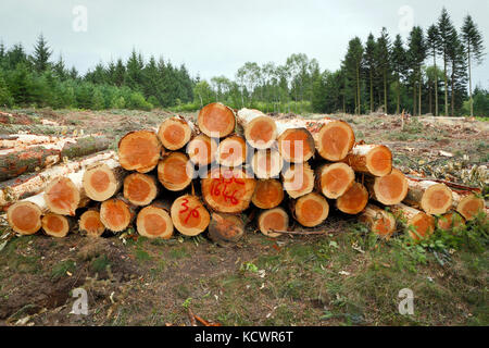 Geerntete Kiefernstämme in einer entwaldeten Landschaft angehäuft. Stockfoto