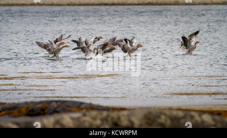 UK Wildlife: Graugänse auf Loch Na Keal, Isle of Mull, Schottland zu Land Stockfoto