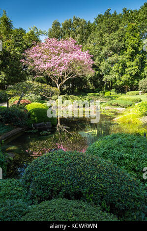 Japanische Gärten mit Blossom tree im Botanischen Garten in Brisbane, Australien. Stockfoto