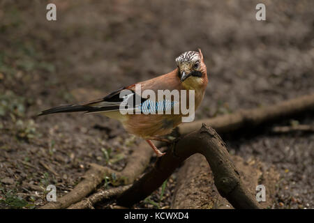 Eurasischen Eichelhäher (Garrulus glandarius) auf Ast in England, Großbritannien Stockfoto