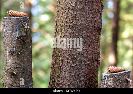 Zwei Pine Tree Kegel auf baumstümpfen im Wald Stockfoto