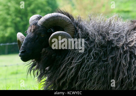 Lange Haare Welsh Mountain Schafe Stockfoto