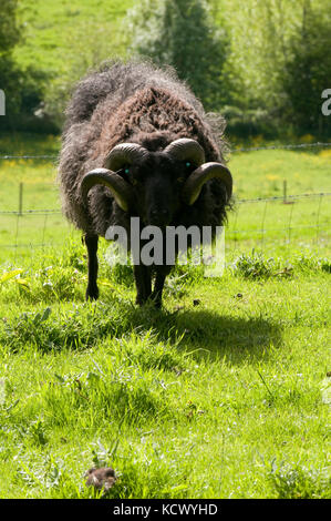 Lange Haare Welsh Mountain Schafe Stockfoto