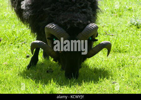 Lange Haare Welsh Mountain Schafe Stockfoto