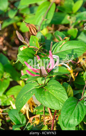 Lonicera caprifolium (Ziege - Blatt Geißblatt, italienische Geißblatt, perfoliate Woodbine) Blumen, 'Mana maicii domnului" vor, der sich in der Nähe. Stockfoto