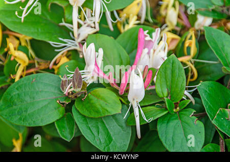 Lonicera caprifolium (Ziege - Blatt Geißblatt, italienische Geißblatt, perfoliate Woodbine) Blumen, 'Mana maicii domnului" vor, der sich in der Nähe. Stockfoto