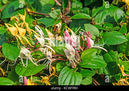 Lonicera caprifolium (Ziege - Blatt Geißblatt, italienische Geißblatt, perfoliate Woodbine) Blumen, 'Mana maicii domnului" vor, der sich in der Nähe. Stockfoto