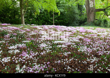 Cyclamen wild wachsen in einem Garten, Chipping Campden, Cotswolds, Gloucestershire, England, Vereinigtes Königreich, Europa Stockfoto