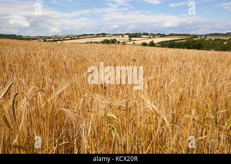 Reife Gerste im Feld Guiting Macht, Cotswolds, Gloucestershire, England, Vereinigtes Königreich, Europa Stockfoto