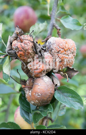 Faule Äpfel auf dem Ast mit flachem Fokus Stockfoto