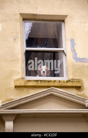 Beagle-Hund schaut aus dem Fenster, Bath, Somerset, England, Vereinigtes Königreich, Europa Stockfoto