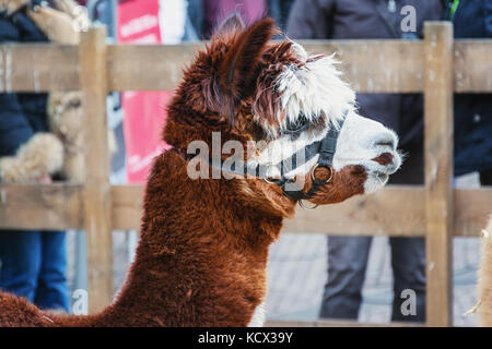 Porträt eines Woolly Alpaka Stockfoto