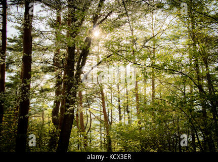 Die Sonne durch helle grüne Blätter zu Beginn der Sommer scheint in einem japanischen Wald. Stockfoto