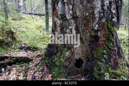 Big Pine Tree mit einem Loch von ein Specht in der Nähe vom Boden, Bild aus dem Norden von Schweden. Stockfoto
