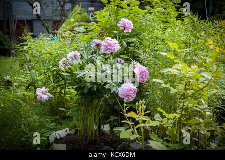 Schöne rosa Pfingstrose Busch im Garten. Stockfoto