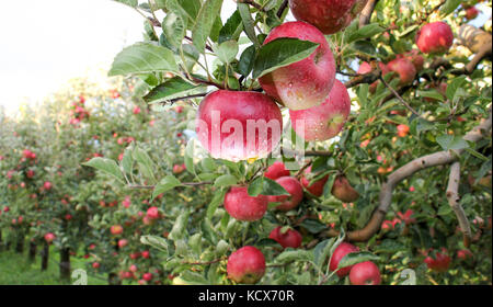 Apple Orchard zur Ernte bereit. Aufstehen, schoß nach dem Regen Stockfoto