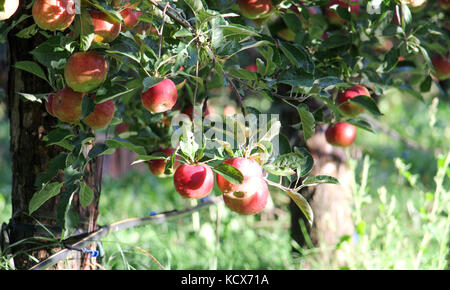 Apple Orchard zur Ernte bereit. aufstehen, schoß nach dem Regen Stockfoto