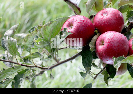 Apple Orchard zur Ernte bereit. Aufstehen, schoß nach dem Regen Stockfoto