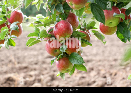 Apple Orchard zur Ernte bereit. Aufstehen, schoß nach dem Regen Stockfoto