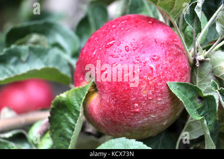 Apple Orchard zur Ernte bereit. Aufstehen, schoß nach dem Regen Stockfoto