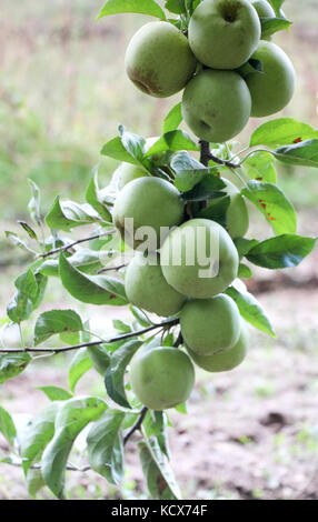 Apple Orchard zur Ernte bereit. Aufstehen, schoß nach dem Regen Stockfoto